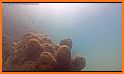 Coral Camera related image