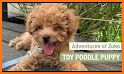 Cute Wallpaper Toy Poodle Puppy Theme related image