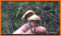 Mushroom Identification related image