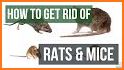 Pied Piper Rat and Mice Deterrent related image