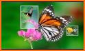Dancing Butterfly Wallpaper related image