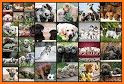 Puzzle for Kids Games & Animal Jigsaw Puzzles related image