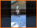 Hit Bubble Blast CDGT related image