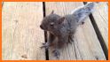 Grey Squirrel Rescue related image