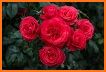 Flores y Rosas Rojas imágenes gratis related image