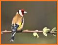 Master Goldfinch Singing Free Claim related image
