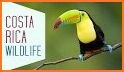 Animals of Costa Rica related image