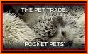 PET Pocket related image