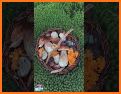 Mushroom Identifier - Picture Mushroom related image