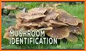 MushHunt (mushroom identification) related image