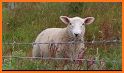 Sheep Sounds related image