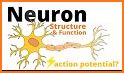 Neuronis related image