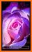 Purple Roses Keyboard Background related image