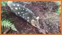 Tiger Quoll Rescue related image