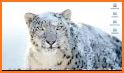 Snow Leopard Family wallpaper related image