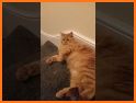 Fluffy Meow Live Wallpaper related image
