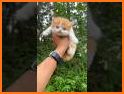 Pets Market Buy, Sell & Adopt related image