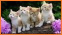 Cat Wallpapers - kitten backgrounds - related image