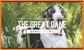 My Great Dane related image