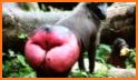 Monkey Butt related image