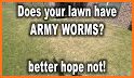 Armyworm related image