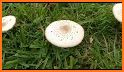 ShroomID - Mushroom Identifier related image