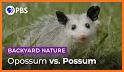 Mitzi Opossum Emoji's related image