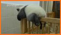 Bashful Panda Escape related image