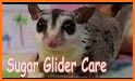 Pet Sugar Glider Care Guide related image