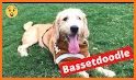 Bassetoodle related image