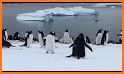 Antarctic Wildlife Guide related image