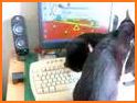 Cute Kitty Keyboard related image