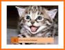 Kitten Wallpaper 4K related image