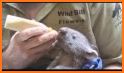Wombat Rescue related image