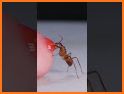Bug Smasher 3D related image