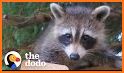 Raccoon rescue related image