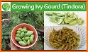 ivy gourd related image