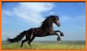 Black Horse Wallpapers related image