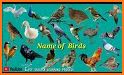 Picture Bird - Bird Identifier related image