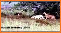 Bunny Dash Vs Hunted Jungle Runner 2019 related image