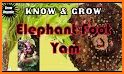 elephant foot yam related image