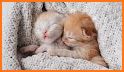 Sleeping Cute Kitten Keyboard Background related image