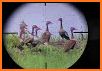 Duck Hunting: Wild Shooting 3D related image