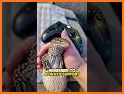 Reptiles related image