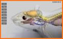 3D Rat Anatomy related image