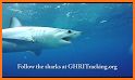 GHRI Shark Tracker related image