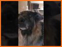 GSDmoji German Shepherd emojis related image