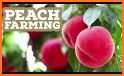 Chinese Peach related image