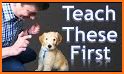 Training of puppies related image