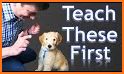 Dog Training : 101 related image